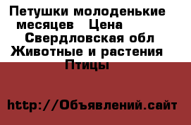 Петушки молоденькие ,5 месяцев › Цена ­ 1 000 - Свердловская обл. Животные и растения » Птицы   